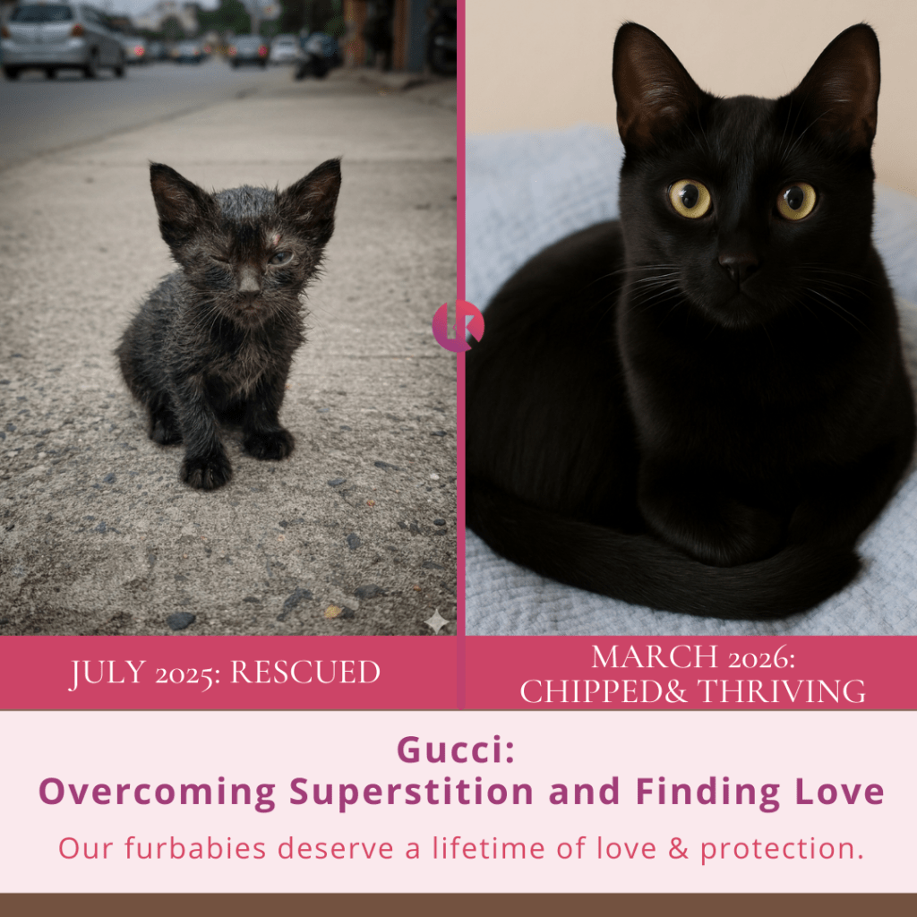 The Miraculous Rescue of&nbsp;Gucci