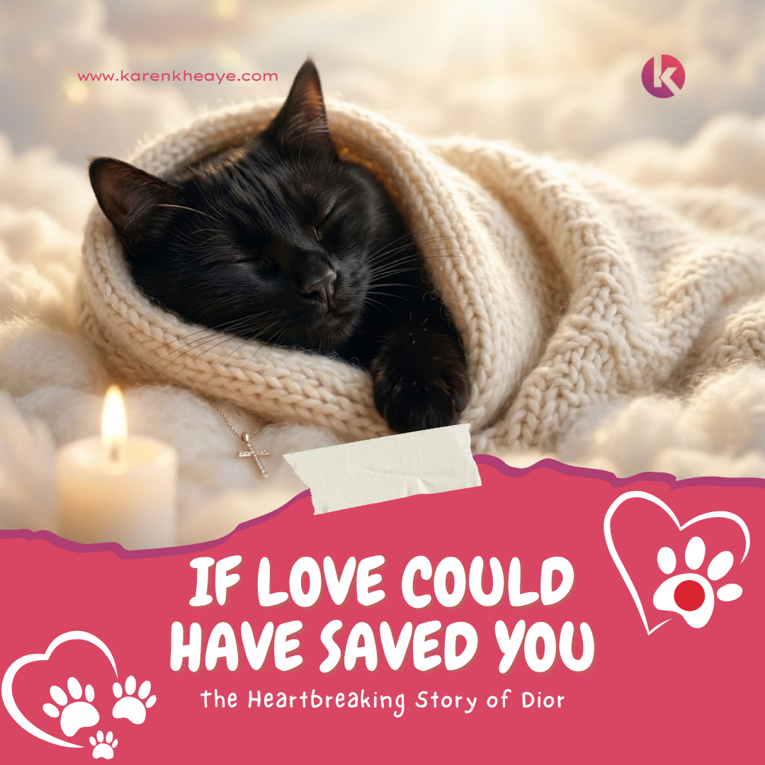 If Love Could Have Saved You